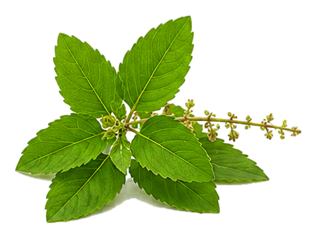 tulsi